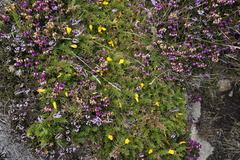 Erica cinerea