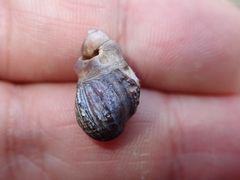 Ilyanassa obsoleta