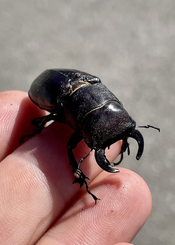 Cottonwood Stag Beetle photo 4