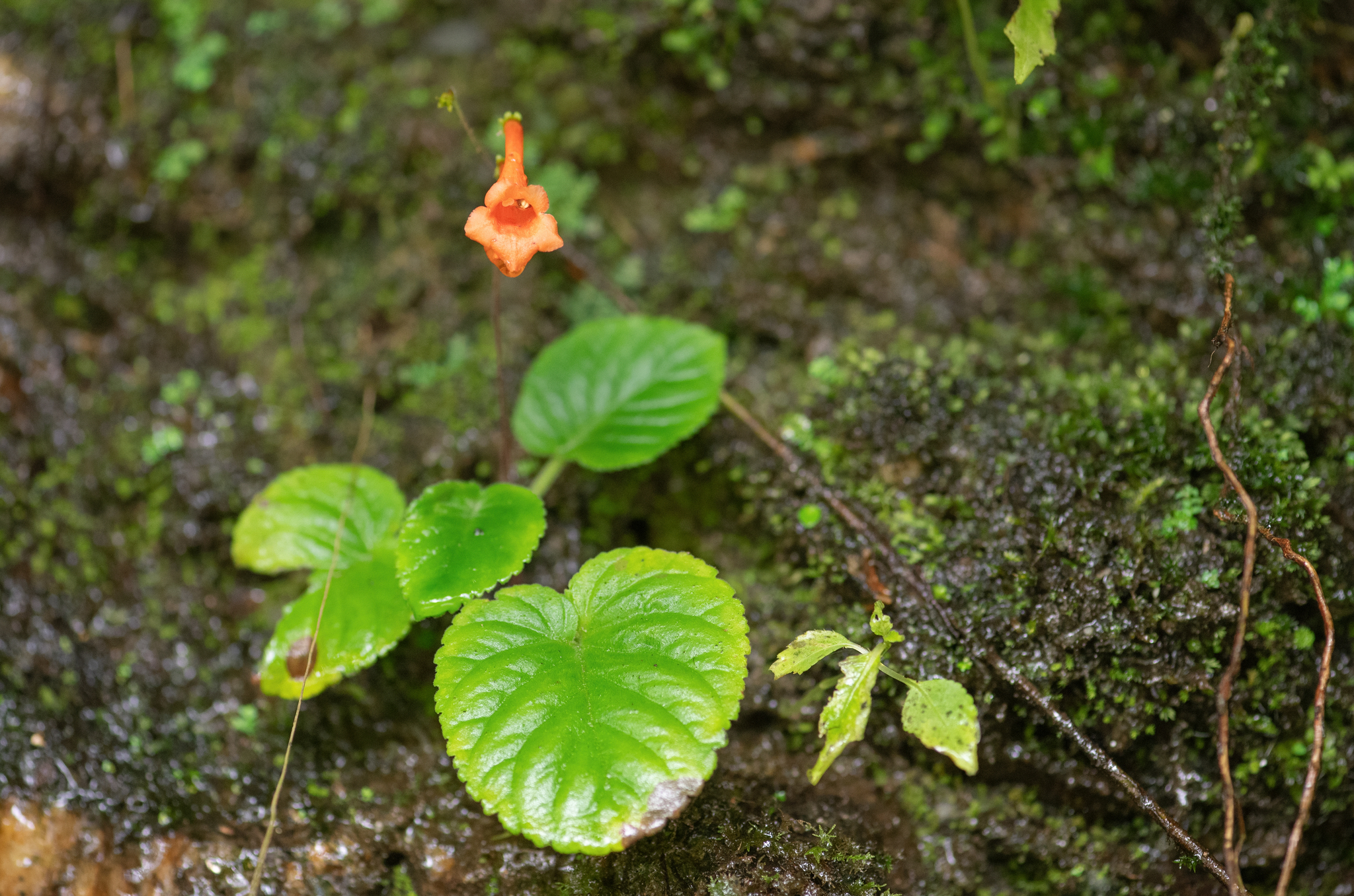 Didymocarpus aurantiacus