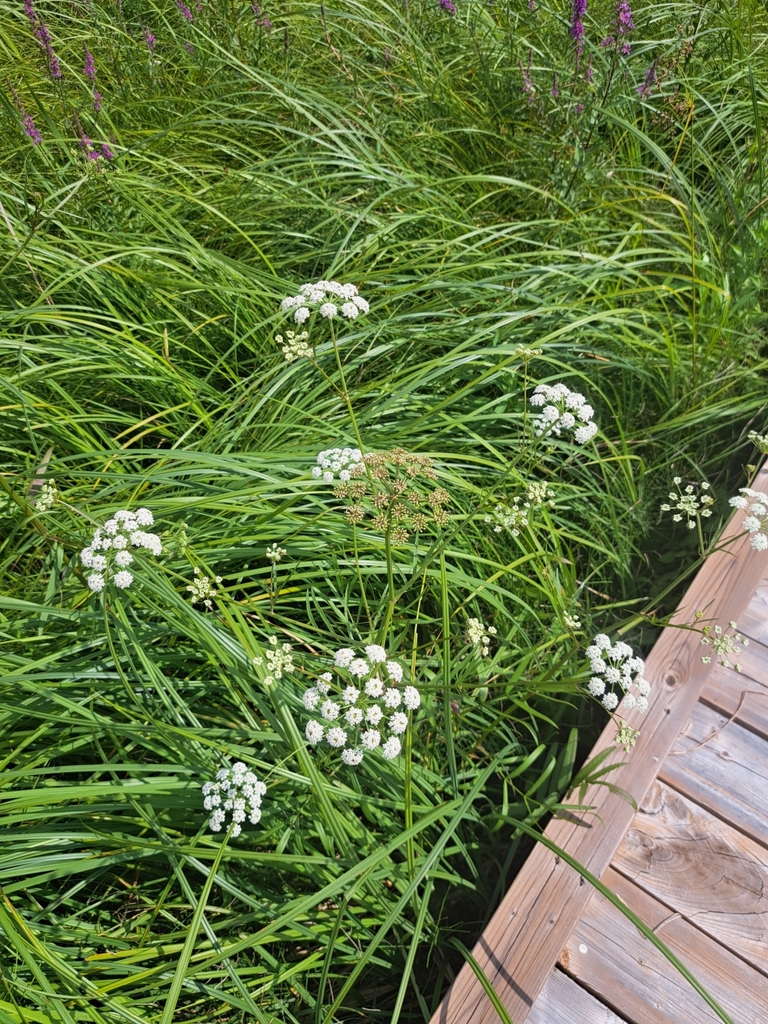 bulbletbearing water hemlock from Echo Bay, ON P0S 1C0, Canada on