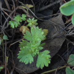 Alchemilla occidentalis