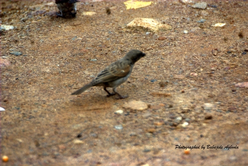 Northern Grey-headed Sparrow