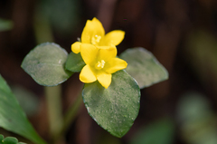 Lysimachia congestiflora