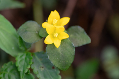 Lysimachia congestiflora, photograph (c) Morten Ross, some rights reserved (CC BY)