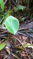Peperomia hernandiifolia