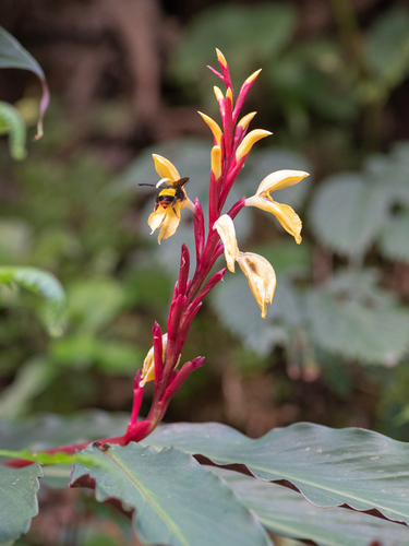Cautleya spicata, photograph 5