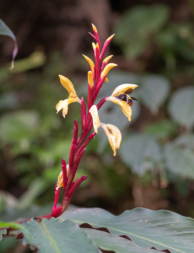 Cautleya spicata, photograph 6