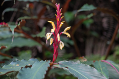 (c) Morten Ross, some rights reserved (CC BY) Cautleya spicata, photograph (c) Morten Ross, some rights reserved (CC BY)