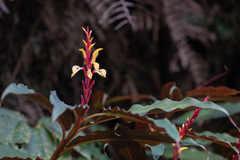 (c) Morten Ross, some rights reserved (CC BY) Cautleya spicata, photograph (c) Morten Ross, some rights reserved (CC BY)