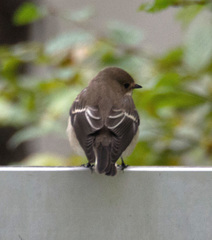 Ficedula