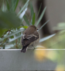 Ficedula