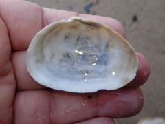 Mya arenaria