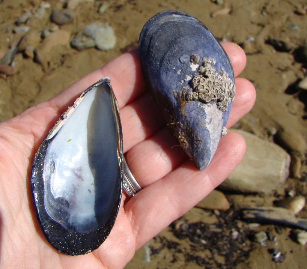 Tasmanian Blue Mussel (Intertidal and Coastal Species of the East Coast