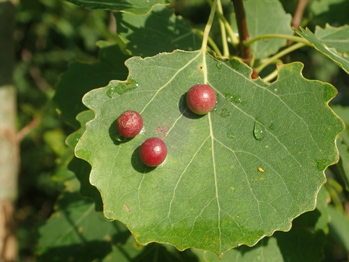 Harmandiola tremulae (Winnertz, 1853)