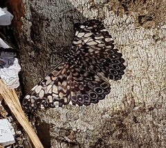 Hamadryas fornax