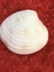 Chionopsis intapurpurea