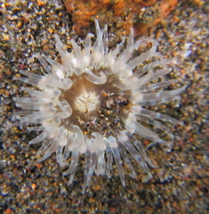 Anthopleura aureoradiata image