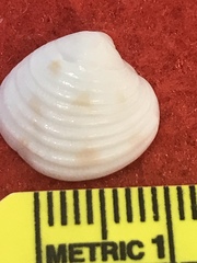 Chionopsis intapurpurea