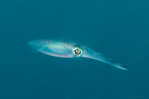 Bigfin Reef Squid
