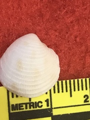 Chionopsis intapurpurea