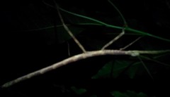 Nesiophasma