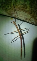 Nesiophasma