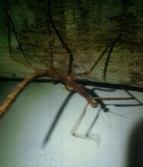 Nesiophasma