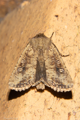 Ichneutica morosa