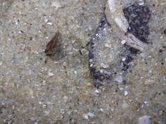 Pagurus novizealandiae