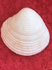 Chionopsis intapurpurea