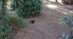 Turdus merula