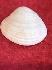 Chionopsis intapurpurea