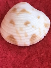 Chionopsis intapurpurea