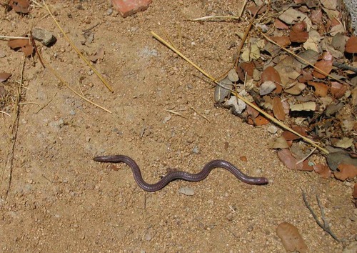 Blanus cinereus