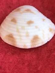 Chionopsis intapurpurea