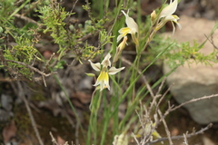 Gladiolus permeabilis