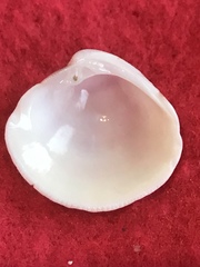 Chionopsis intapurpurea