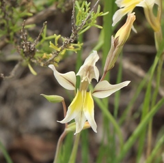 Gladiolus permeabilis