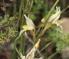 Gladiolus permeabilis