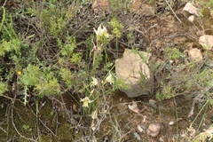 Gladiolus permeabilis