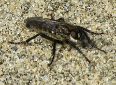 Lasiopogon