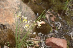 Gladiolus permeabilis