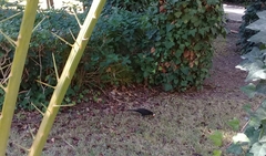 Turdus merula