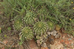Echinopsis oxygona
