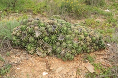 Echinopsis oxygona