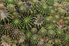 Echinopsis oxygona