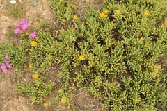 Malephora latipetala