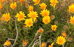 Gorteria integrifolia