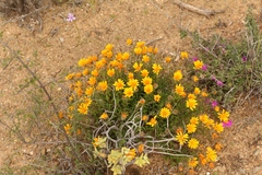 Gorteria integrifolia